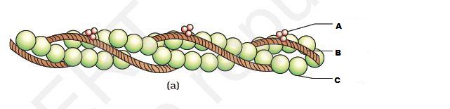 describe-the-structure-of-a-sarcomere